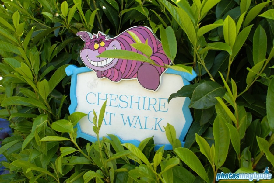 Alice's Curious Labyrinth